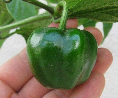 25 Semillas verde Manzano Guindilla, Capsicum pubescens Chile Rocoto Locoto árbol
