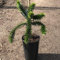 Müllers Grüner Garten Shop Chilenische Schmucktanne Andentanne Affenbaum Araucaria araucana 20-30 cm im Topf