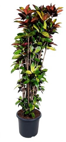 Codiaeum Iceton Wunderstrauch Kroton buntes Laub Zimmerpflanze 230 cm