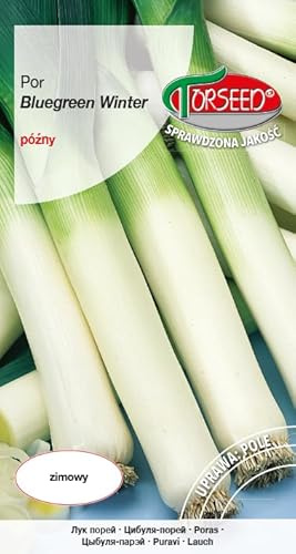Verdica Blaugrüne Winter-Lauch-Samen Allium ampeloprasum var. porrum – Späte Ernten, winterhart, hoher Ertrag, robustes Wachstum, ideal für die Herbstpflanzung (1 Gramm)