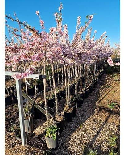 Mandelbaum „Prunus dulcis Marcona“ – Echter Mandelbaum im Topf, Obstbaum für Garten & Terrasse, süße Mandeln, winterhart, ca. 160–200 cm inkl. Pflanztopf