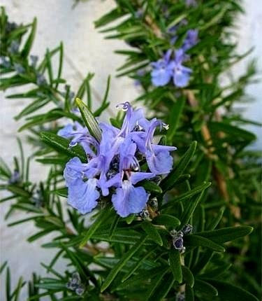 Semillas de romero - Rosmarinus officinalis