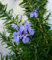 Semillas de romero - Rosmarinus officinalis