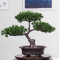 Verve Jelly Bonsaï Artificiel, Fausse Plante de décoration, Plantes artificielles en Pot pour la décoration intérieure, Faux pin pour la décoration, Affichage de Bureau, décoration de Jardin Zen