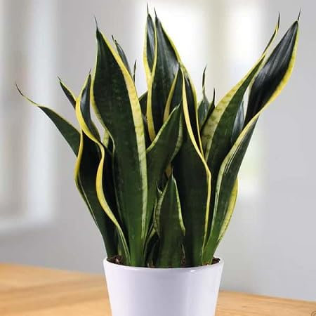 100 graines de plantes sansevieria.