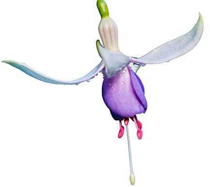 Fuchsia Plants, 'Delta Sarah', 3 x Full Plants in 9cm Pots, Fuchsias, Garden Ready and Ready to Plant, Premium Quality Garden Perennials