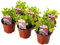 3 x Bedding Plants - Sweet Pea Dwarf (Lathyrus odoratus) | Outdoor Annuals | Garden Bedding, Border, Pot, Patio Flowers