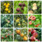 30 pcs Pfirsichbaum Samen, samen obst extrem winterharte kübelpflanzen Pfirsichbaum, Prunus persica, obstbäume, balkonpflanzen winterhart säulenobst, indoor gewächshaus garten geschenke