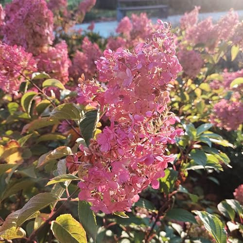 Purpurrote Hortensie 2L - Sie schmücken Ihren Garten im Sommer und Herbst