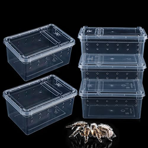 5 Stück Spinne kleine Terrarien Aufzuchtbox Transparent Brutbehälter Kunststoff Futterbox für kleine Reptilien Spinne Skorpion Tausendfüßler Insekten