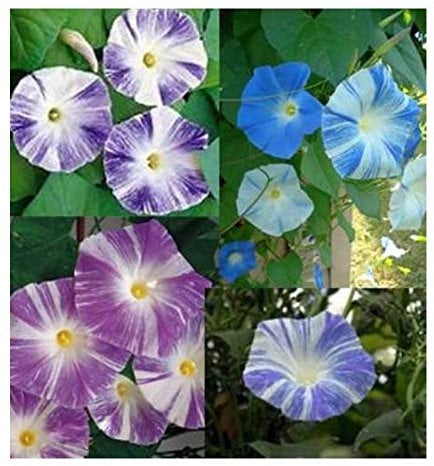 PREMIER SEEDS DIRECT - Morning Glory - Ipomoea - Flying Saucer Mix - 160 Seeds