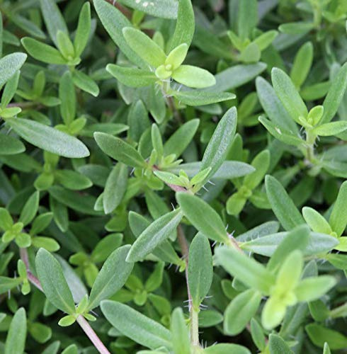 Bergbohnenkraut - Satureja montana - lebende Gartenpflanze aus den Baumschulen