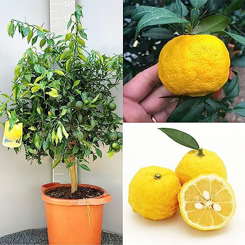 SAVINI VIVAI Yuzu Zitruspflanze im 35 cm Topf, Höhe 150–180 cm, 6–7 Jahre Veredelung, hergestellt in Italien