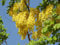 15 graines d'Arbre de Douche Dorée (Cassia Fistula)