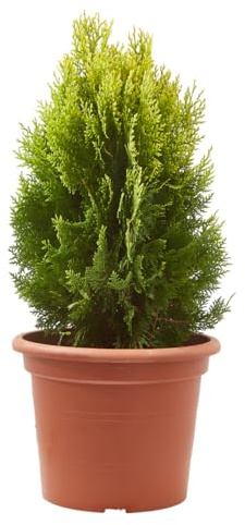 Verdecora Thuya Oriental ‘Aurea Nana’ maceta 5 L | Platycladus orientalis | Planta Natural de Exterior | Conífera Perenne Follaje Dorado Compacta | Ideal para Maceta, Jardín y Borduras