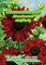 Helianthus, Sonnenblume, Abendsonne rot N.L.Chrestensen Samen 546542-B