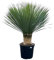 Trendyplants - Yucca Rostrata - Blau gebackene Yucca - Winterhart - Höhe 90-110 cm - Topfgröße Ø38cm