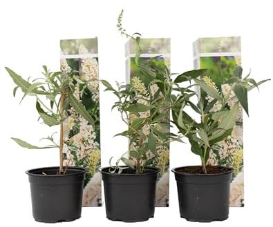 Plant in a Box - Buddleja bianca - Set di 3 - arbusto per farfalle Resistente all'inverno per il giardino - Vaso 9cm - Altezza 25-40cm