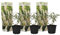 Plant in a Box - Buddleja davidii Weiß - 3er Set - Sommerflieder - Topf 9cm - Höhe 25-40cm