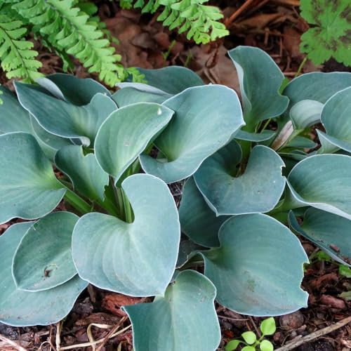 Hosta 'Blue Mouse Ears'. 9cm Plant x 2. Blue foliage plantain lily. Ideal for shade gardens. Available from Bedwen Plants