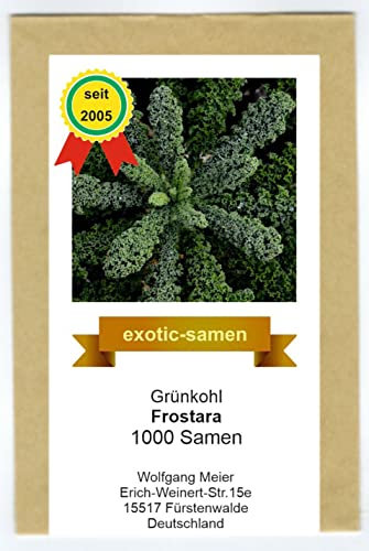 Grünkohl - Frostara - halbhoch - extrem frosthart - 1000 Samen
