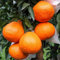 Winterharter Orangenbaum 10 Samen ''poncirus trifoliata'' -Bitterorange- -25°C Bitter-aromatisch