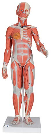 3B Scientific® Weibliche Muskel-Figur – Lebensgroßes Humananatomie-Modell, 21-teilig mit abnehmbaren Muskeln & inneren Organen, Langlebiges PVC + Smart Anatomy App (5 Jahre Garantie)
