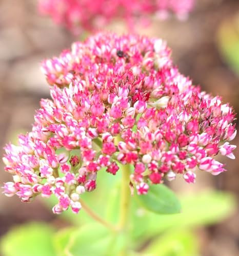 5 Stück Stauden Große Fetthenne Sedum Herbstfreude Telephium 9 x 9 cm Topf winterhart