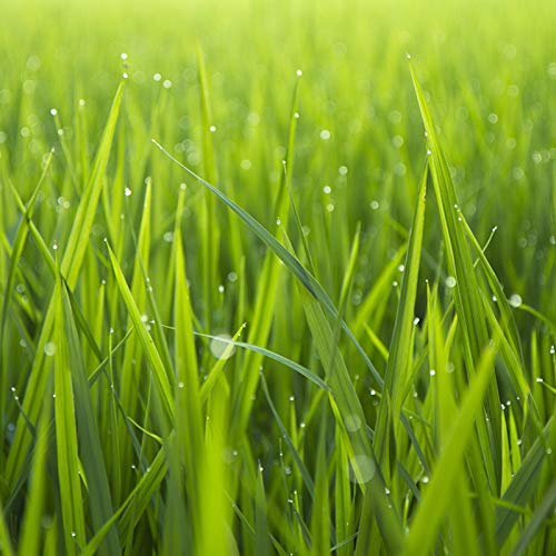Benoon Semillas De Hierba De Festuca Alta, 10000 Unids/Bolsa Semillas Textura De Hoja Fina Semillas De Hierba De Festuca Alta Verde Tolerante A La Sequía Para El Hogar Semillas Festuca Arundinacea