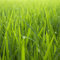Benoon Semillas De Hierba De Festuca Alta, 10000 Unids/Bolsa Semillas Textura De Hoja Fina Semillas De Hierba De Festuca Alta Verde Tolerante A La Sequía Para El Hogar Semillas Festuca Arundinacea