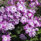 200 pz phlox perenni tappezzanti semi perenni resistenti - piantare semi di prato,Phlox drummondii, insoliti fiori da giardino perenni resistenti fiori semi di piante