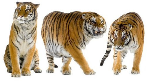 Fenstersticker No.166 Tiger Set I Tiger Tier Savanne Afrika Katze Tiger Fenstersticker Fensterfolie Fenstertattoo Fensterbild Fenster-Deko Fensteraufkleber Fensterdekoration Glas-Sticker Größe: 100cm x 186cm