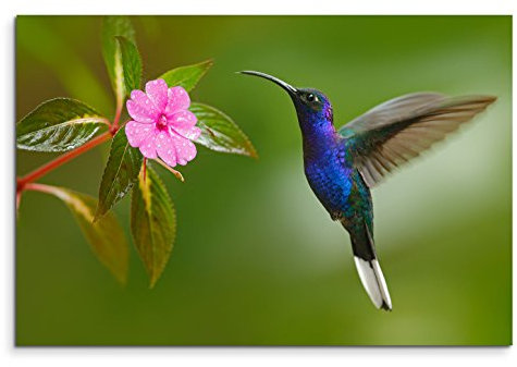 120x80cm Leinwandbild auf Keilrahmen Kolibri Blume Nahaufnahme Wandbild auf Leinwand als Panorama