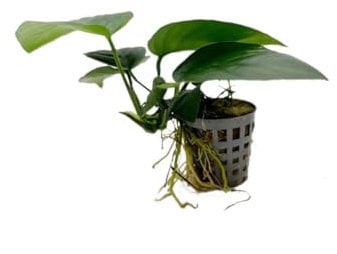 Anubias Nana - Slow Growing Aquarium Plant