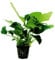 Anubias Nana - Slow Growing Aquarium Plant