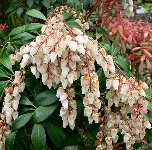 Japanische Andromeda, Pieris Japonica, Strauch 50 Samen