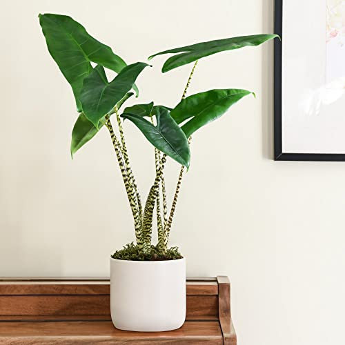 Alocasia Zebrina Indoor Potted House Plants for Home, Office, Conservatory Tiger Striped Foliage Elephant Ear Plant Exotic Shiny Dark Green Likes Warm Temperatures 1 x 17cm Pot by Thompson and Morgan