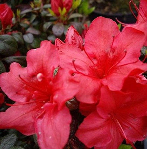 Japanische Azalee Johanna 60-70cm - Rhododendron obtusum - Zwerg Alpenrose - Gartenpflanze