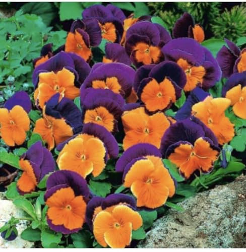 Buy4seeds 100 Viola Pansy - Viola wittrockiana Seeds Easy for Grow Garden