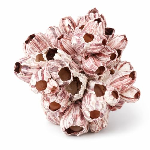 NaDeco Seepocke 20 cm, echte Barnacle aus dem Indopazifik, Maritim-Deko | Aus echten Seepocken zu einem großen Stück gefügt, gereinigt und geruchlos — jedes Stück anders aufgetürmt