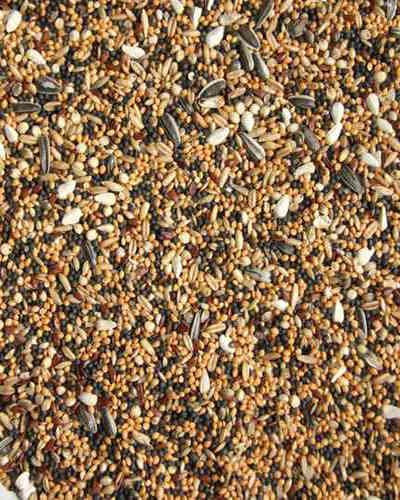 Goldkorn Taubenfutter - Sämereien 25kg
