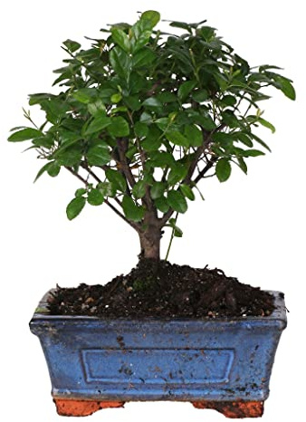 BonsaiGranada | Bonsai Sageretia Ball Shape en maceta de cerámica Altura 25 cm.
