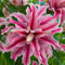 Lilium martagon zwiebeln,winterharte,lilien deko,lilien im topf,lilie riesen,lilie,lilien zwiebeln forever susan,duft lilien,lilien knollen,lilien zwiebeln winterhart mehrjährig.-2 zwiebeln-F