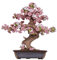 ROWOOD Sakura Bonsai 3D Puzzle, Wooden Model Kits for Adults to Build, DIY Classic Sakura Construction Craft Kits, Ideal as Home Decor, Christmas and Birthday Gift