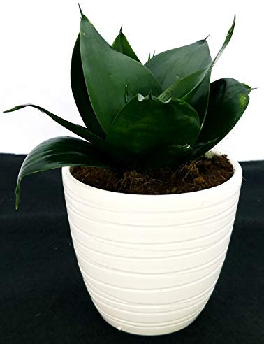 POWERS TO FLOWERS - SANSEVERIA TRIFASCIATA JADE IN VASO CERAMICA BIANCO RIGATO, pianta vera