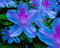 Aamish 100 Stück blaue Farbe Azalee Blumensamen