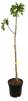 HIGUERA BREVERA BLACK MISION | M25 | 120-150CM | Planta natural Exterior |