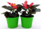 POWERS TO FLOWERS - BEGONIA BIG FOGLIA SCURA A FIORE ROSSO, 2 PIANTE VASO 14 CM, BEGONIA DRAGON, piante vere