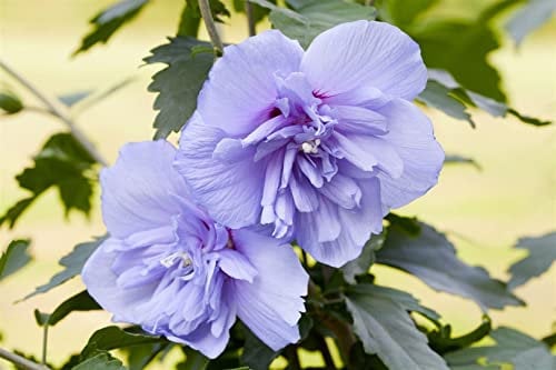 Hibiscus syriacus 'Blue Chiffon' 60-80 cm - Gartenhibiskus, blaue Blüten, Blütezeit Juli-Oktober, ideal für Hecken, pflegeleicht und winterhart