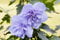 Hibiscus syriacus 'Blue Chiffon' 60-80 cm - Gartenhibiskus, blaue Blüten, Blütezeit Juli-Oktober, ideal für Hecken, pflegeleicht und winterhart